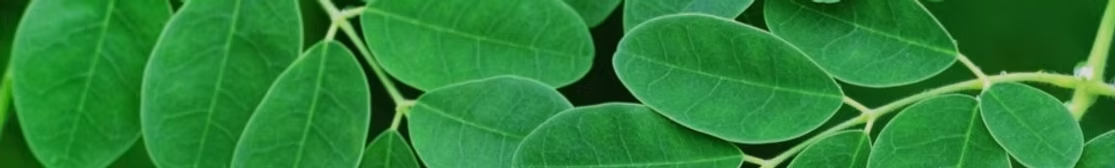 Fresh Moringa leaves