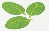 Spinach