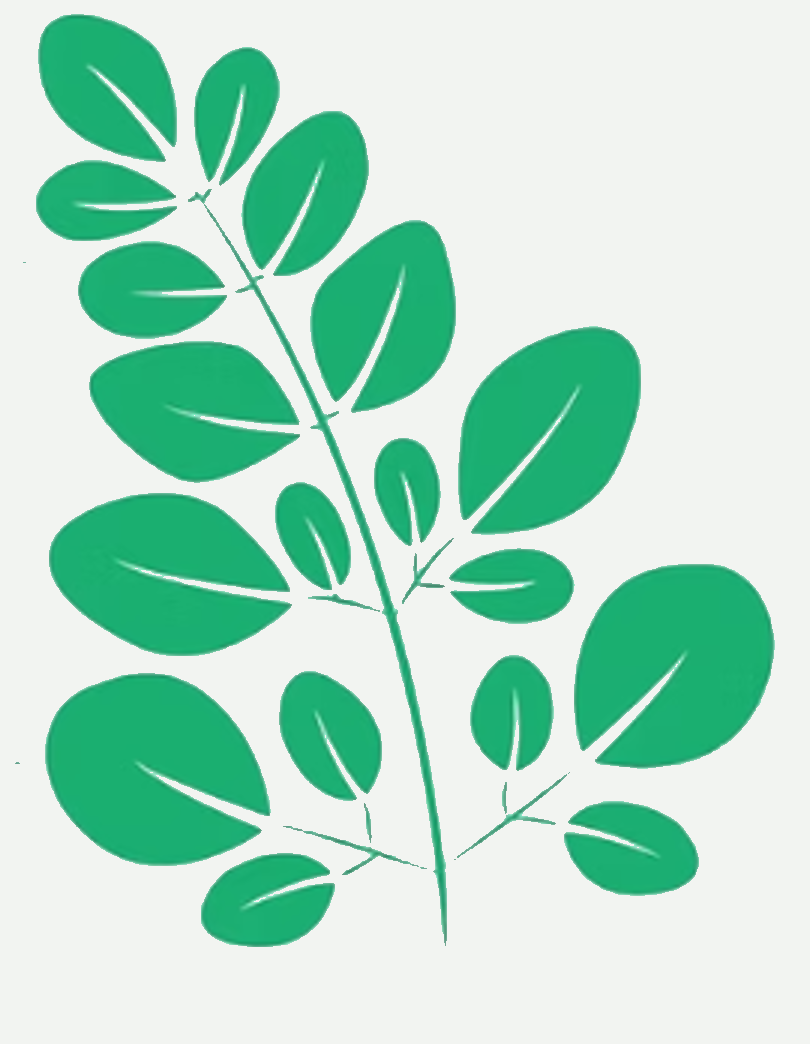 Moringa oleifera leaf